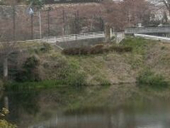 鈴鹿川の北の丘に築かれている
駅から北へ坂道を行く
八分咲きの桜と櫓がいい組み合わせ
よくある光景だが池に映ると尚よい