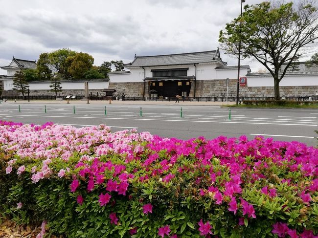 沿道のツツジの向こうに見えるのが二条城東大手門です。