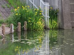 地図を見ていたら気になった近くの公園も遠征。
長津川親水公園

5/12