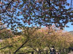 熱川から河津に移動して、河津桜を見に行く。もう葉桜だけど、きれい！