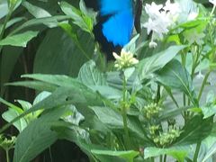 キュランダ村で幸せの青いチョウを観ます。