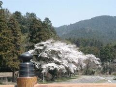 鈴鹿の鬼を退治したといわれる坂上田村麿を祭った
田村神社の杉木立、桜、田村川が美しい

滋賀の都に入れば一安心。
桜満開のタイミングでゴールを目指すことに。