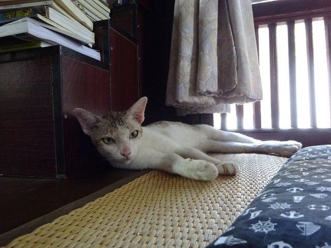 Little Good Things Maehongson <br />Vegan cafe <br /><br />猫ちゃんもいます。