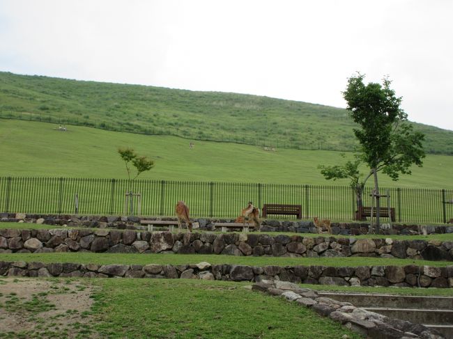 　若草山。<br /><br />これから春日大社に向かいます。