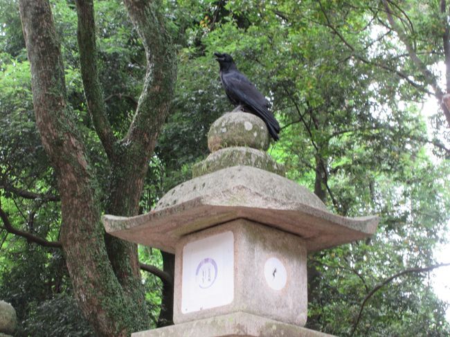 カラスがいました。<br />アップ