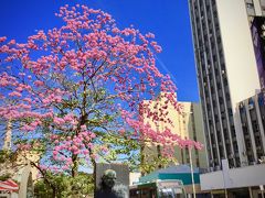 【リベルダージ広場の桜】

昨年（2019年）のこの時期の日本ーリベルダージ駅前の光景。