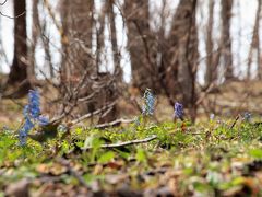 木々の葉がまだ出ない頃、林床に光の届く間にエゾエンゴサクが咲き出します。
４／３０　千歳／百年記念の森