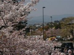 蹴上浄水場の桜
満開後しばらく経っているが人人でいっぱい
南禅寺・円山公園はさぞかし満員のことでしょう