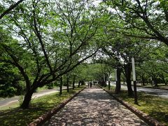 　梅雨合間のピーカンの晴れながら、気温は25度に達しなかったこの日。木陰は涼やかで、歩いていて気持ちいいです。
　ソーシャルディスタンスも確保できていたので、マスクを外して深呼吸。マスクを外した瞬間、周囲の木々の匂いをより強く感じられました。
