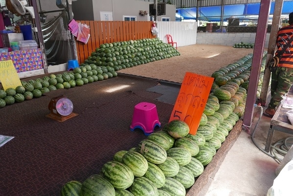 【ラッタナコーン市場】<br /><br />スイカ1玉　お買い上げ～　50Ｂ　≒　170円