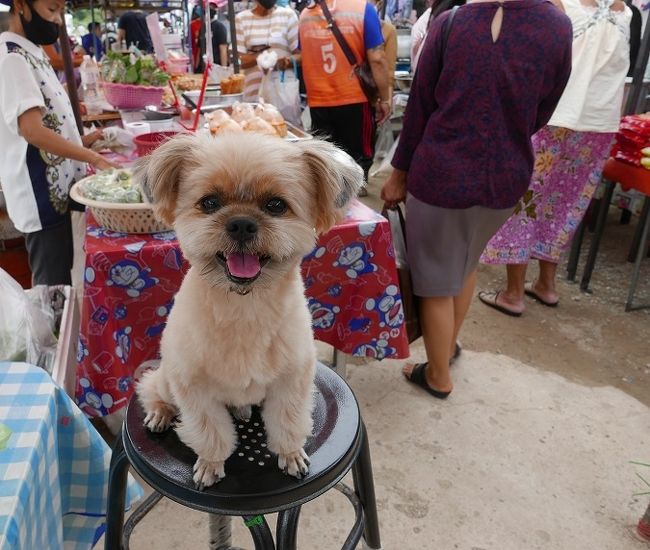 【クロムティーディン市場】毎回いますワン公<br />