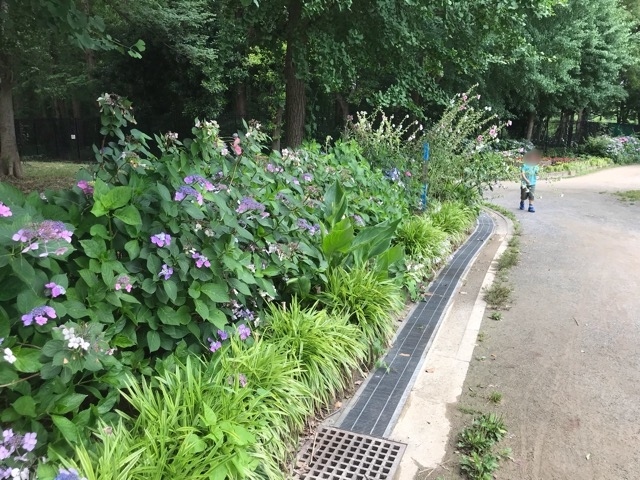 埼玉 戸田 東京 浮間散策 浮間公園のアジサイなどの夏の花 赤羽 東京 の旅行記 ブログ By としさん フォートラベル