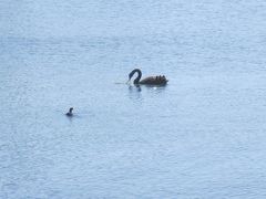 Lake pupuke（ププケ湖）はハート形をした湖で、火山活動で出来たそうです。
黒鳥をはじめ、野鳥がみられる場所です。