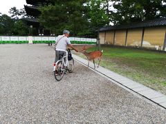 どんぐりをもっているおじさん

私たちにもどんぐりをくれました。

そっと鹿に食べさせると
なんとまあ
可愛すぎる

全然襲ってくるとか、噛むとかありません。
