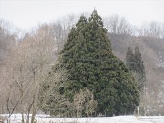 羽根沢温泉の手前にある小杉の大杉．通称トトロの木．普段の年なら雪で近づくことは出来ませんが今年はこの通り．