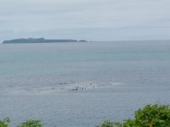 南にバスで向かう途中
奥にトド島が見えますが
手前でトドの群れが泳いでいる様子が見えました。