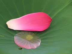 蓮花は午前中と言われているが、実際は朝８時ころに４日目の蓮花は散り始める。
