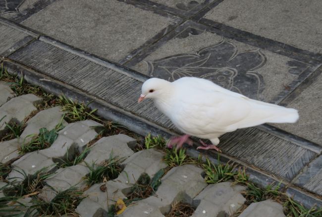 境内で見かけた白鳩さんです。ハナコブを含めて前進が真っ白でした。伝書鳩、ドバトなどとも呼ばれるカワラバトさんのようです。伝書鳩のエピソードの紹介です。第一次世界大戦のヴェルダンの戦いで、ドイツ軍に包囲されたフランスの一要塞守備隊が、救援を要請する伝書鳩は、フランス軍の本営にたどり着くも、衰弱しきって死亡、『殉職』としてレジオンドヌール勲章が叙勲されました。