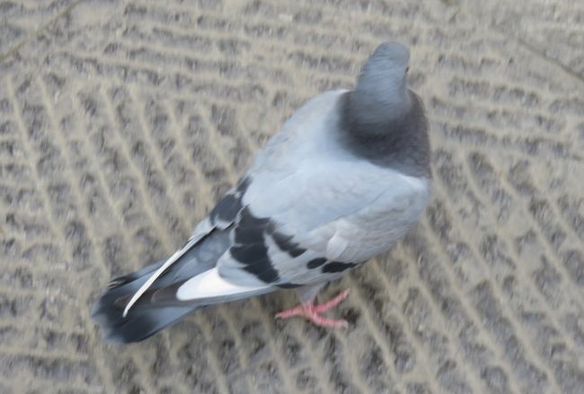 同じく、伝書鳩とも呼ばれる、境内で見かけたカワラバトさんです。伝書鳩のエピソードの二つ目の紹介です。大富豪のネイサン・ロスチャイルドは、伝書鳩によってワーテルローの戦いの結果をいち早く知り、イギリス公債相場で巨利を得たといわれます。1815年6月、ナポレオンが敗れた最後の戦いです。