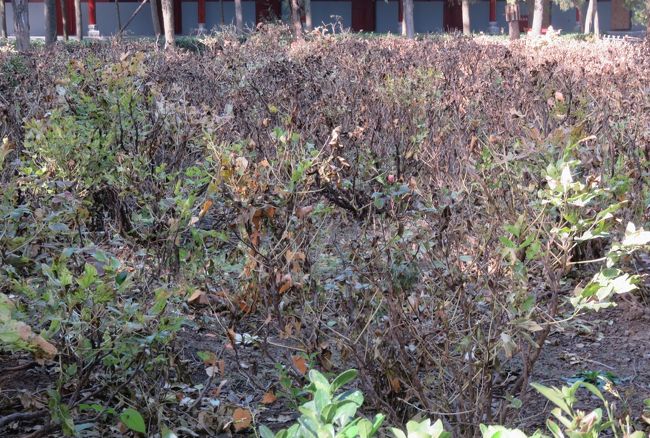 密集した木々が刈り込まれた生垣の光景です。隙間がないほど幹や小枝が伸びていました。ついでに撮影しておきました。