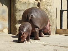 旭山動物園