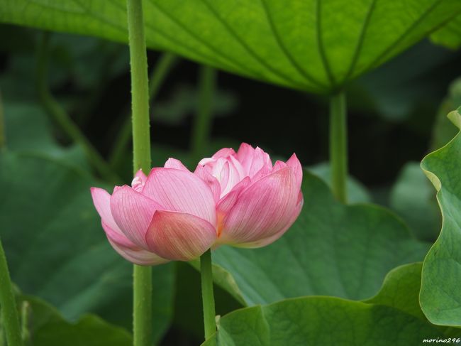 今はそっとしておいて！秘密の蓮池』藤沢・江ノ島(神奈川県)の旅行記・ブログ by morino296さん【フォートラベル】