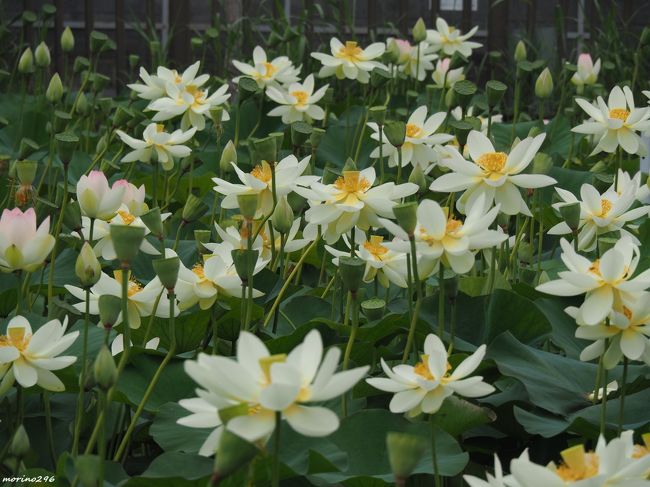 今はそっとしておいて！秘密の蓮池』藤沢・江ノ島(神奈川県)の旅行記・ブログ by morino296さん【フォートラベル】