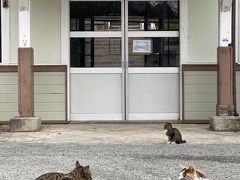 駅前に次々ねこが集結！なんだこの駅！楽しすぎる！