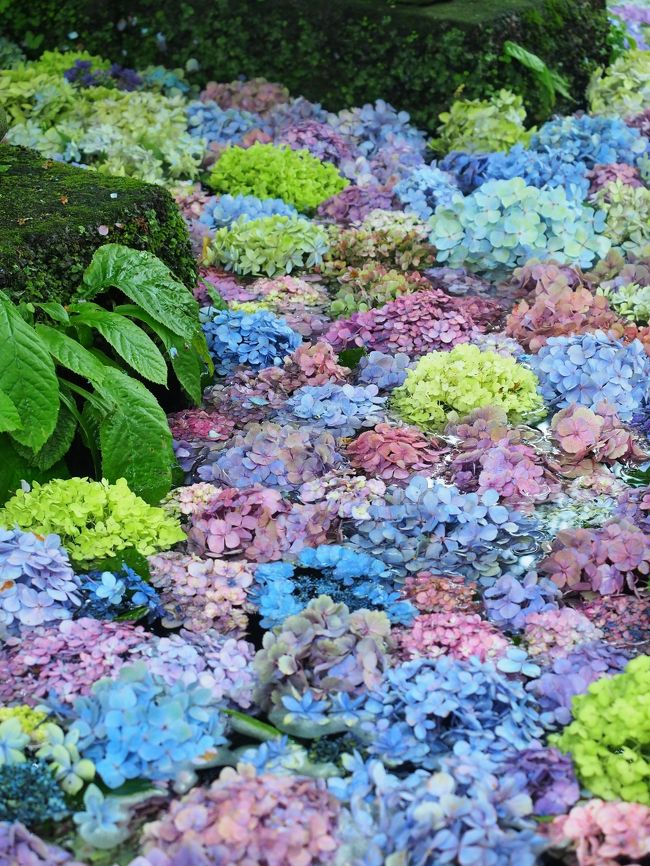 年 鎌倉紫陽花だより フィナーレを飾る長谷寺 紫陽花浮かぶ虹色の池 鎌倉 神奈川県 の旅行記 ブログ By クッシーさん フォートラベル