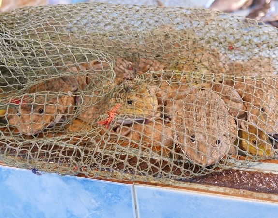【ポーテーサン市場】<br /><br />タイのカエルは可哀そうだね、タイ人にとって単に食材に過ぎない。