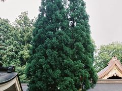 御神木の三本杉。植樹祭で植えられたスギの種を採った苗を植えたものである。