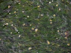 資料館前は梅花藻の観察に適しています。