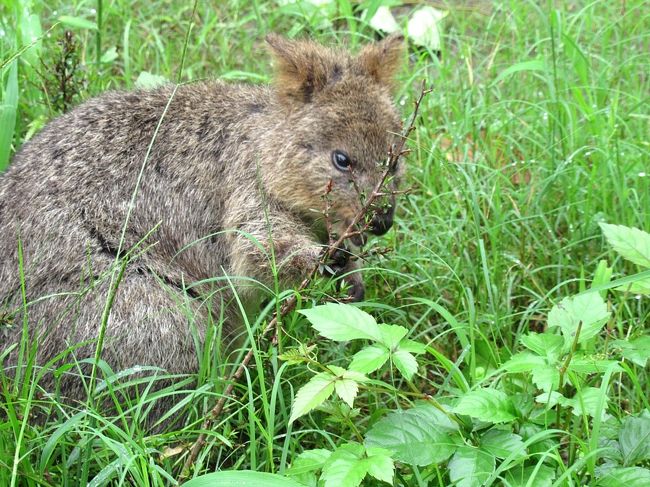 埼玉 クオッカ ワラビー クオッカを探しに埼玉県に行ってみた！出会えたら幸運？！実は絶滅危惧種│ネット動物園 〜生き物全般からペットまで〜