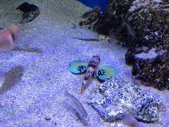 竹島水族館へ。
小さな小さな水族館ですが、スタッフさんの愛に溢れた水族館として有名。
家族連れやカップルで賑わっていて、ショーは断念。
ちびっこが興味を持たない（!?）魚をゆっくりみて楽しみました。