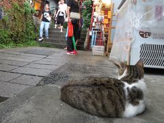 猫は人通りを眺めてのんびり。
