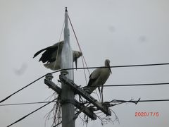 兵庫県豊岡市は「コウノトリの里」としても有名です。電柱にコウノトリの夫婦が巣作りの最中でした。この眺めはウズベキスタンに行ったときの高圧鉄塔の上にコウノトリが巣作りをしていた姿を思い出させてくれました。