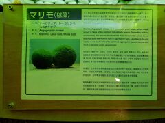 まず、阿寒湖畔エコミュージアムセンターを訪問。
まりもの説明が在りました。
