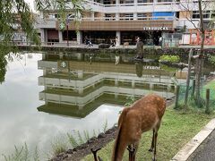 猿沢池に出てきました。スタバがありますね。