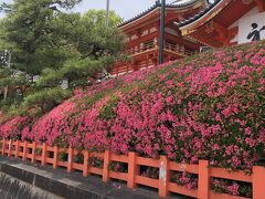 八坂神社の入り口横にあるつつじです。満開とはいきませんが、なかなかきれいでしばし休息しました。