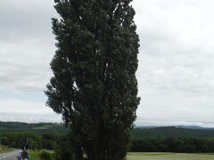 パッチワークの丘にはコマーシャルで採用されたインパクトのある木が3本あります。ケンとメリーの木は背が高く隆々としており、将来のある若いカップルを象徴します。スカイラインのＣＭで使われました。
