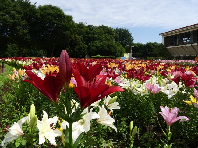 深谷グリーンパーク のユリ 2 ５色咲き揃って最盛期 見頃です 埼玉県 深谷市 深谷 寄居 埼玉県 の旅行記 ブログ By Minamicazeさん フォートラベル