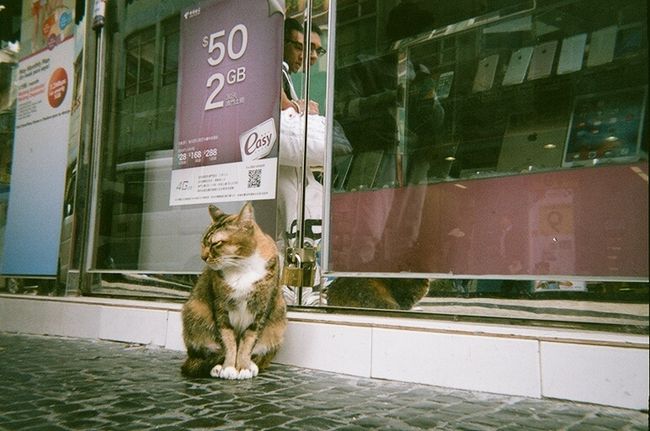 猫。<br /><br />この写真を写ルンですで撮ってたら、男の子二人組に「そのカメラ何ですか」「どこで買えるんですか」と質問攻めにあい、「フィルムカメラです」って説明したけど分かってもらえず...<br />ジェネレーションギャップとはこのことですね。