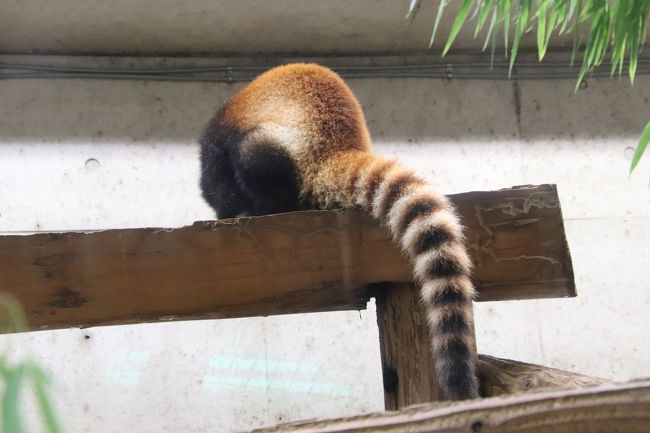 待ち焦がれた埼玉こども動物自然公園 3 レッサーパンダの双子リュウ セイとブーズーやワオギツネザルの赤ちゃんに会えた1日目の午後編 東松山 埼玉県 の旅行記 ブログ By まみさん フォートラベル 待ち焦がれた埼玉こども動物自然公園 3 レッサーパンダの双子リュウ セイとブーズーやワオギツネザルの赤ちゃんに会えた1日目の午後編 東松山 埼玉県 の旅行記 ブログ By まみさん フォートラベル