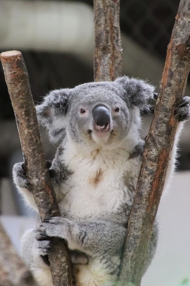 待ち焦がれた埼玉こども動物自然公園 ２ 大きくなったコアラの子たちとベネットアカクビワラビーの赤ちゃんにも会えた１日目の午前編 東松山 埼玉県 の旅行記 ブログ By まみさん フォートラベル