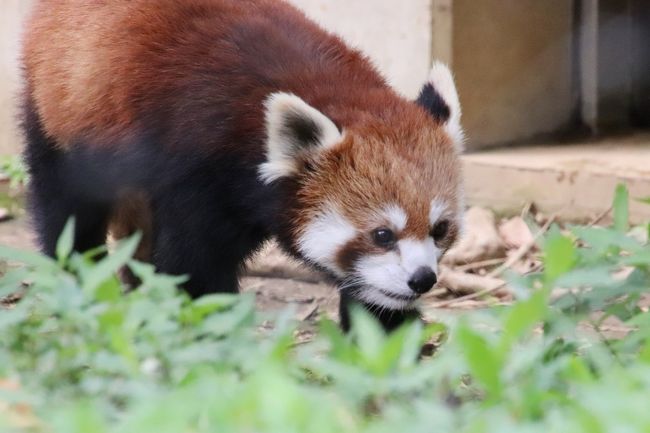待ち焦がれた埼玉こども動物自然公園 4 レッサーパンダのみやびちゃんたちやお目覚めふくちゃんリベンジ キリンとマーラの赤ちゃんに会えた2日目 東松山 埼玉県 の旅行記 ブログ By まみさん フォートラベル 待ち焦がれた埼玉こども動物自然公園 4 レッサーパンダのみやびちゃんたちやお目覚めふくちゃんリベンジ キリンとマーラの赤ちゃんに会えた2日目 東松山 埼玉県 の旅行記 ブログ By まみさん フォートラベル