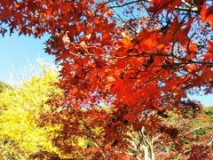 源氏山公園に到着。
冬の柔らかな陽に透かして、きれいな紅葉が現れました。