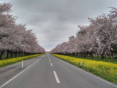 天気が悪いですが
桜と菜の花が数キロに渡って続くのは圧巻です。