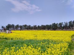 道路脇ではなく菜の花畑も別にあります。