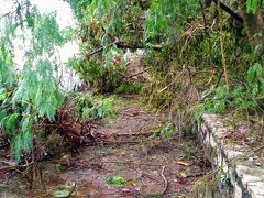 香港で湿地公園が近くにあるというので
行こうとすると台風の爪痕がくっきりと残っています。