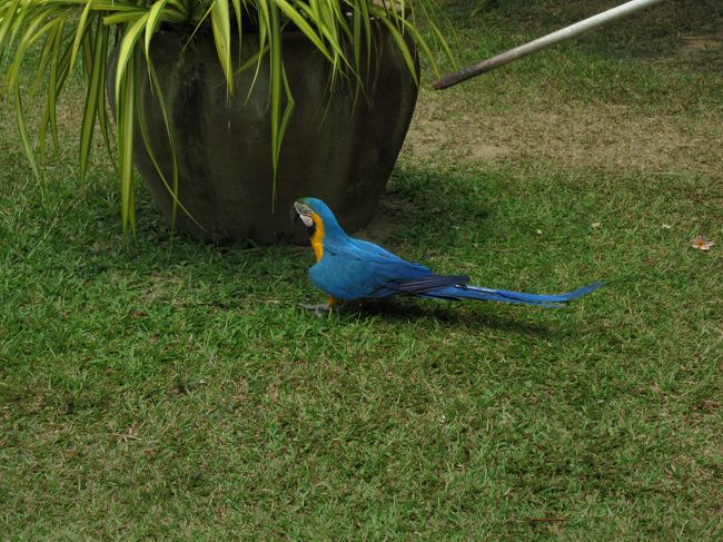 オウムがいました。飼っているそうです。